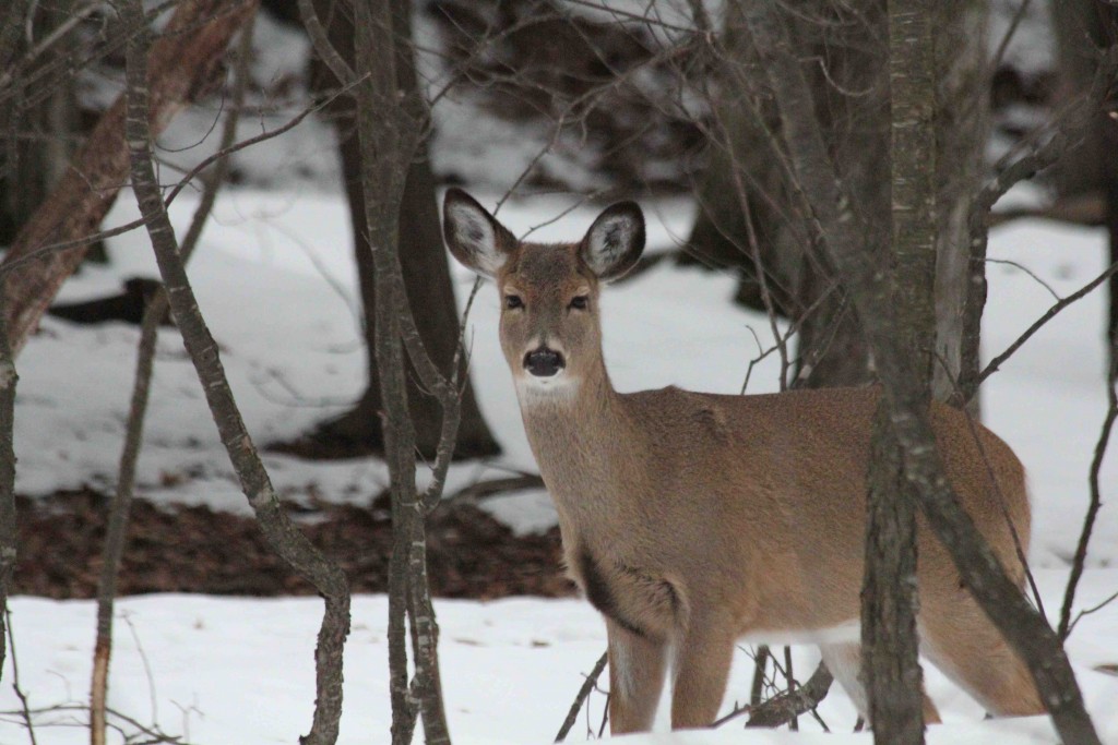 See wildlife and enjoy nature on the scavenger hunt.