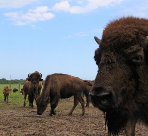Bison Farm