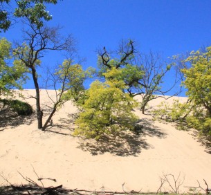 Dunes 101 Video Series