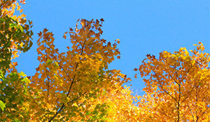 Top 10 Autumn Activities