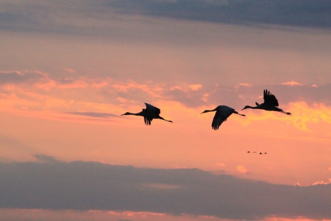 Jasper Pulaski Fish and Wildlife Area